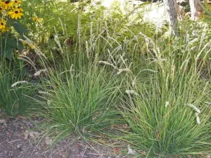 Autumn Moor Grass