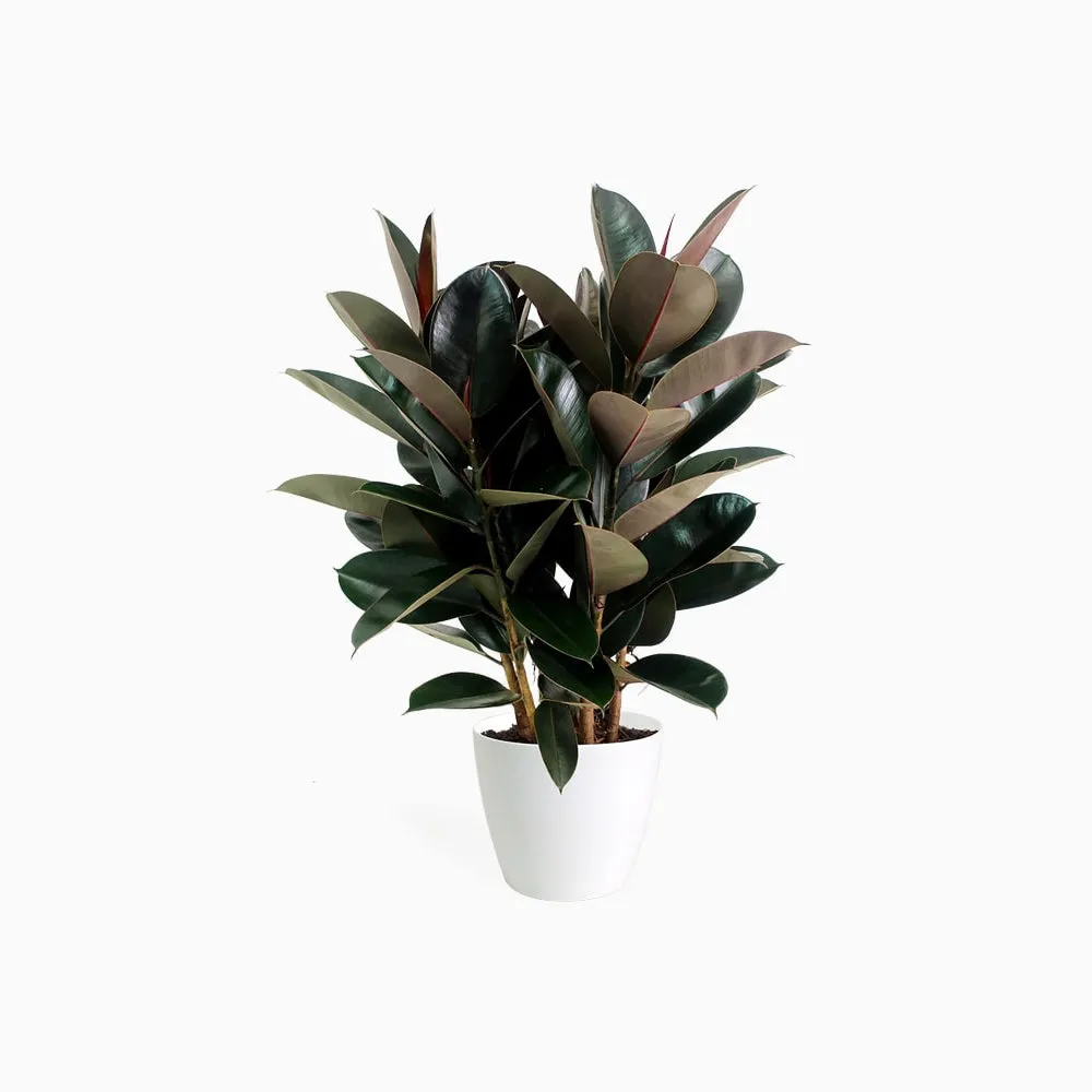 Rubber Plants