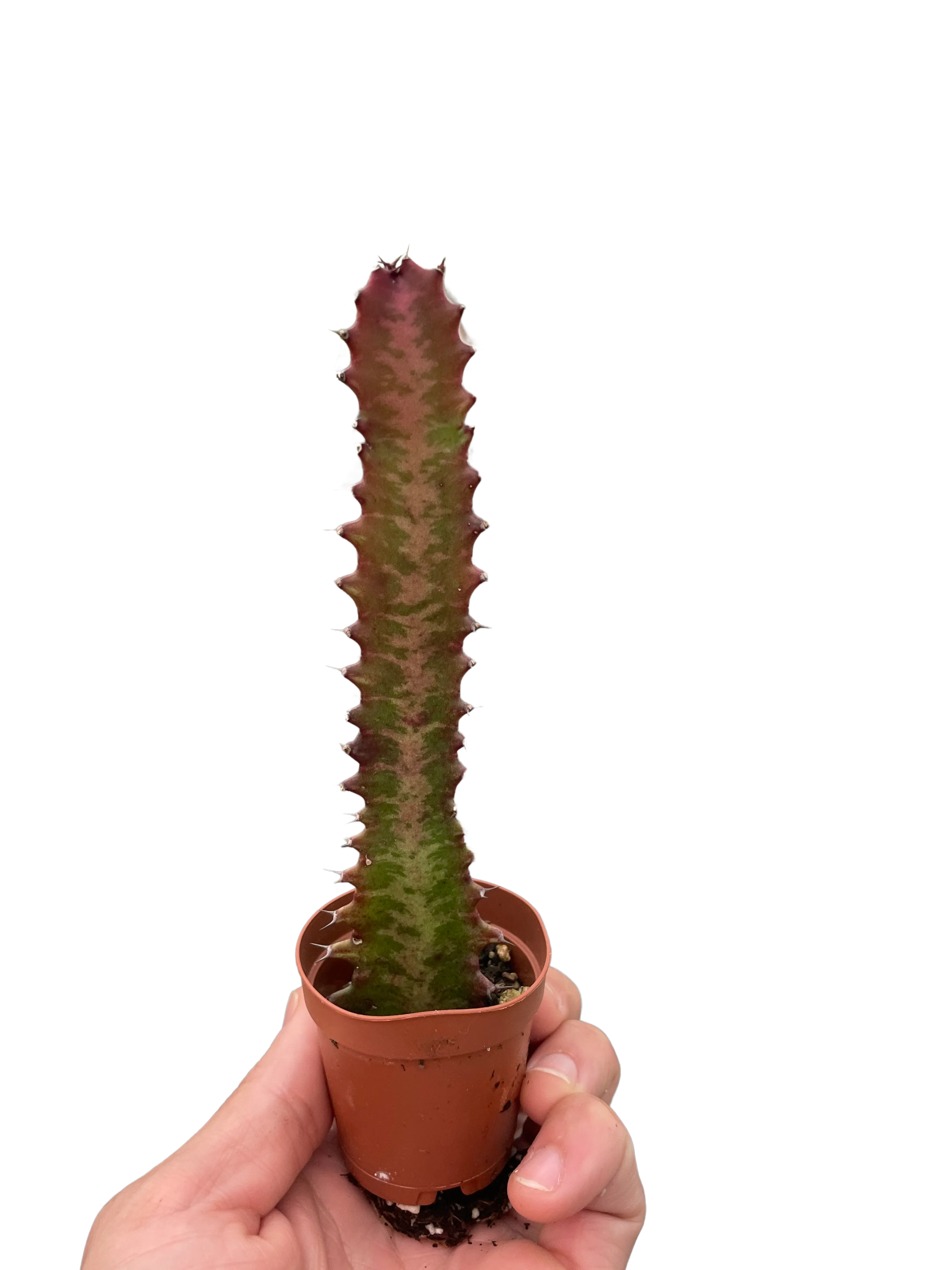 Succulent Euphorbia 'Trigona Rubra'